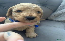 Cockapoo dogs for sale: Cockapoo Lovley Puppies  - Image 19