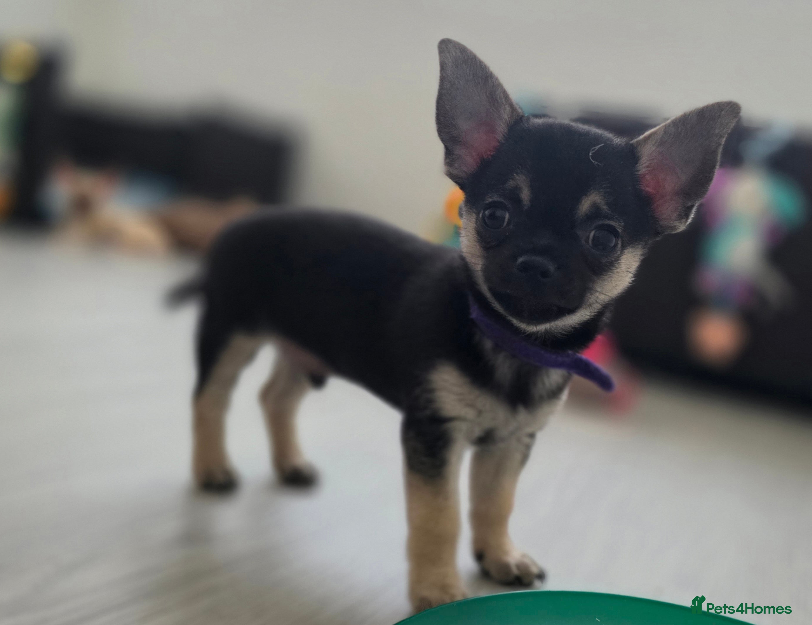 Chihuahua dogs CHIHUAHUA Puppies  - Advert 12