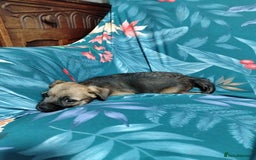 Border Terrier dogs for sale: Border Terrier girls available  - Image 9