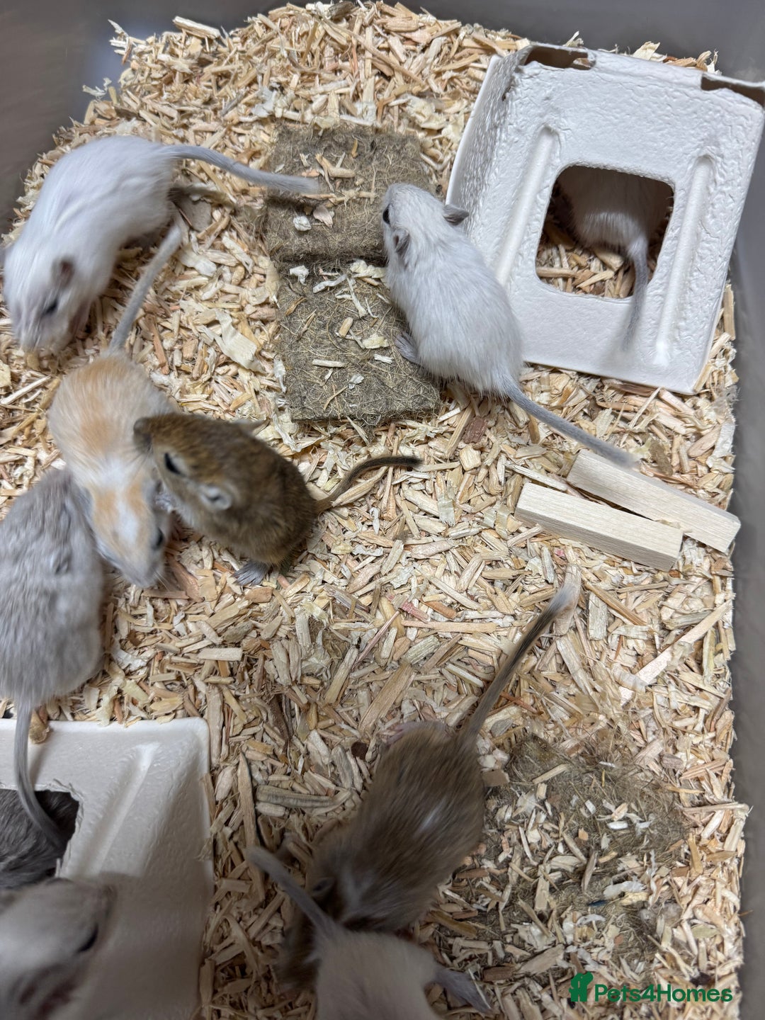Gerbil rodents for sale: Baby gerbils males and females - Image 1
