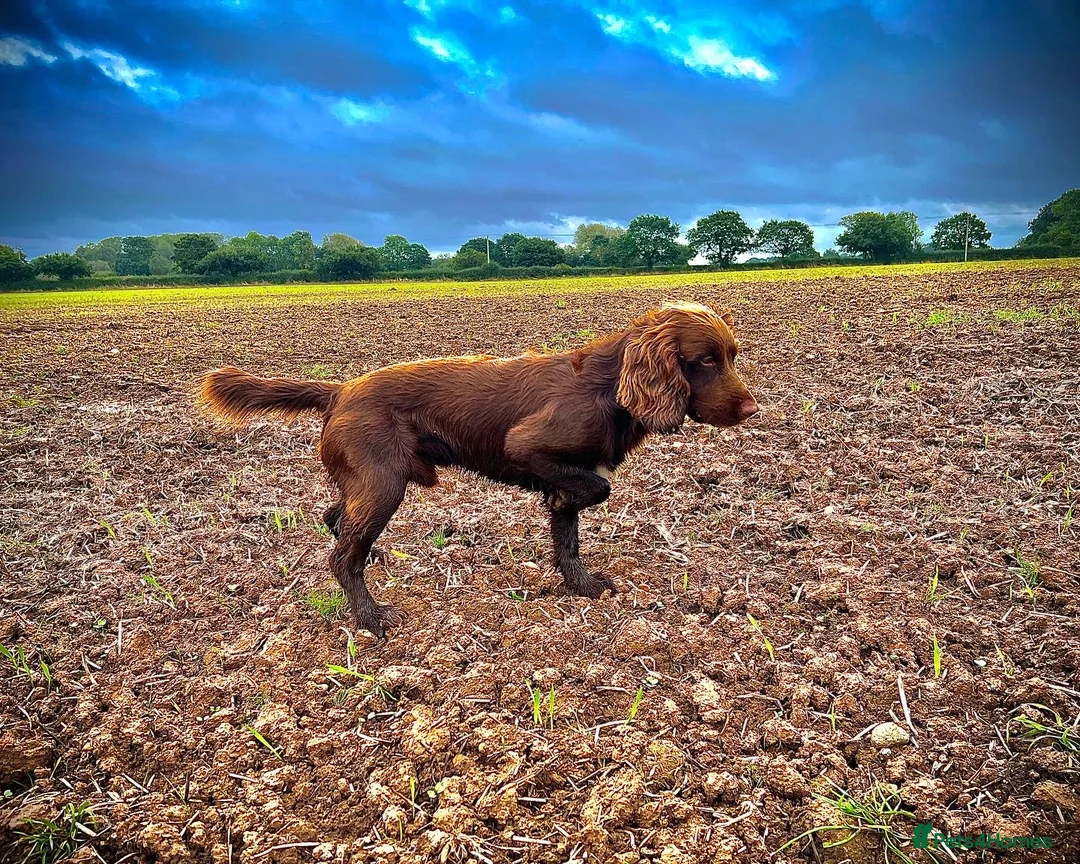 Cocker Spaniel dogs for stud: Cocker spaniel for stud extensively health tested  in Shrewsbury - Advert 15