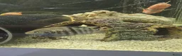 Cichlids fish for sale: Fish for sale in Milton Keynes - Advert 21