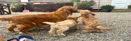 Cockapoo dogs for sale: Stunning Standard Cockapoos  - Advert 13
