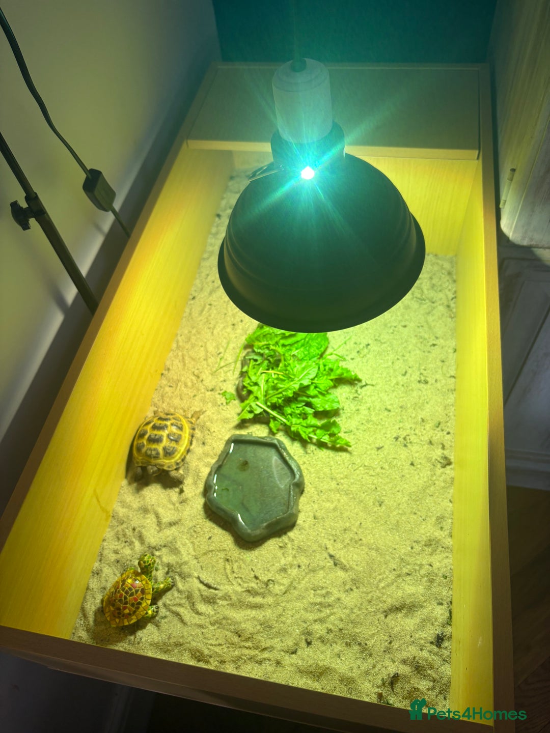 Tortoise reptiles for sale: Tortoise age 4 - Image 2