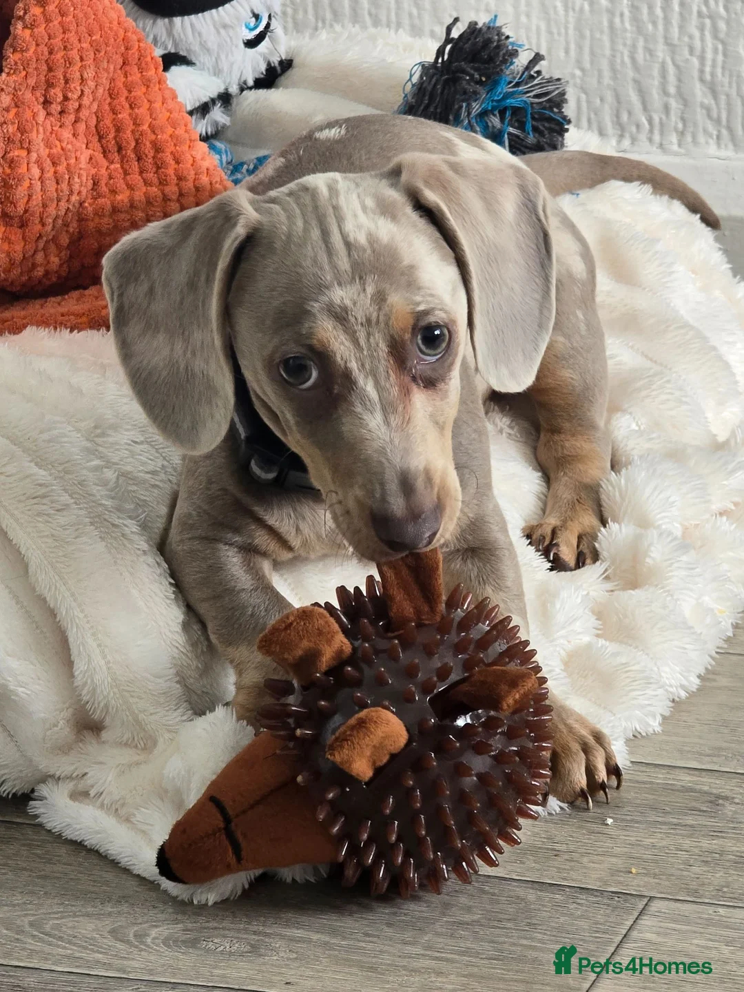 Miniature Dachshund dogs for sale: Isabella dapple miniature dachshund  - Advert 6