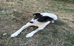 Mixed Breed dogs for adoption: PATROCLE – a Lovely boy for a Loving Home - Image 29