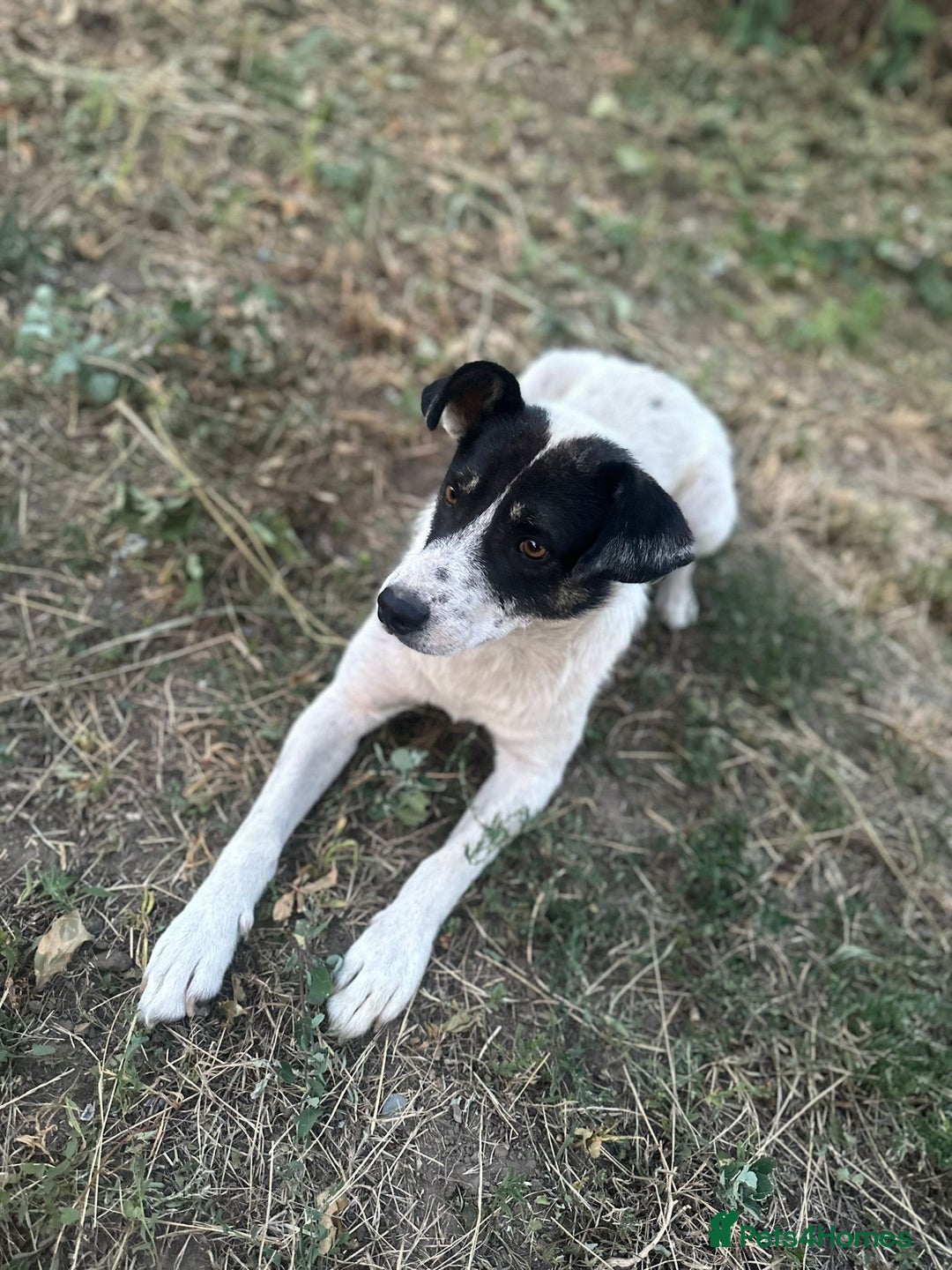Mixed Breed dogs for adoption: PATROCLE – a Lovely boy for a Loving Home - Image 29