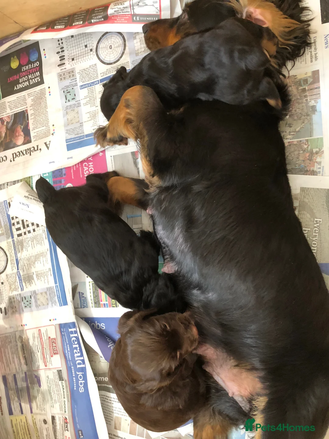 Cocker Spaniel dogs for stud: Liver n Tan working cocker. Clear AMS, PP PRA, FN. - Advert 12