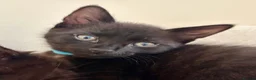 Mixed Breed cats for sale: Precious Little Fur Babies - Advert 9