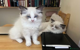 Ragdoll cats for sale: 🎀Beautiful Ragdoll kittens (TICA reg)🎀 - Image 17