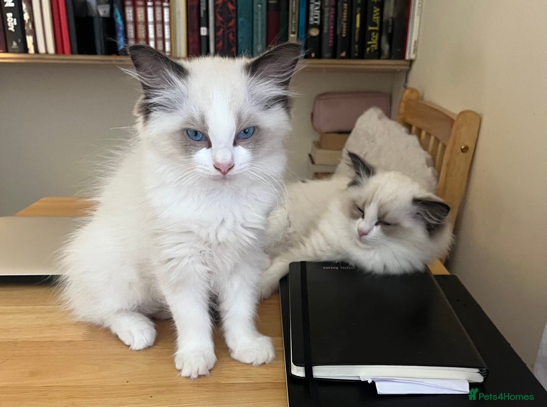 Ragdoll cats for sale: 🎀Beautiful Ragdoll kittens (TICA reg)🎀 - Image 17