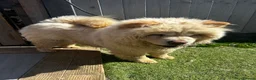 Chow Chow dogs for sale: Stunning female chow chow  - Advert 4