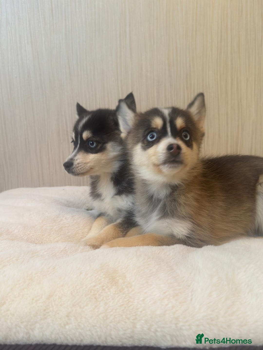 Pomsky dogs for sale: 2 Boys leftStunning Blue eyed F4 Pomsky pups - Advert 21