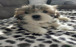 Shih Tzu dogs for sale: 🩷 Beautiful Shitzu Puppies 🩷 - Image 28