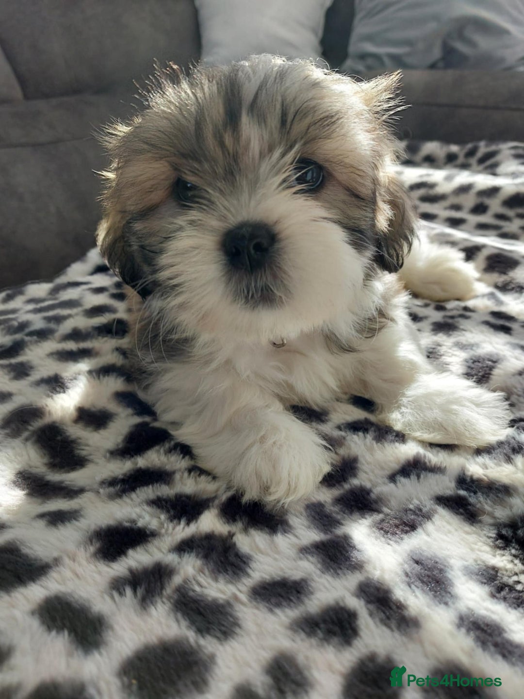 Shih Tzu dogs for sale: 🩷 Beautiful Shitzu Puppies 🩷 - Image 28