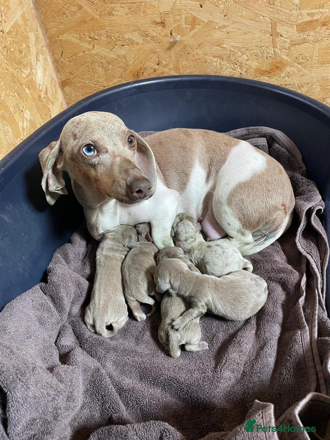 Miniature Dachshund dogs for sale: Miniature dachshunds  - Image 17