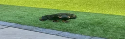 Cocker Spaniel dogs for sale: Black and Tan cocker spaniel girl  - Advert 5