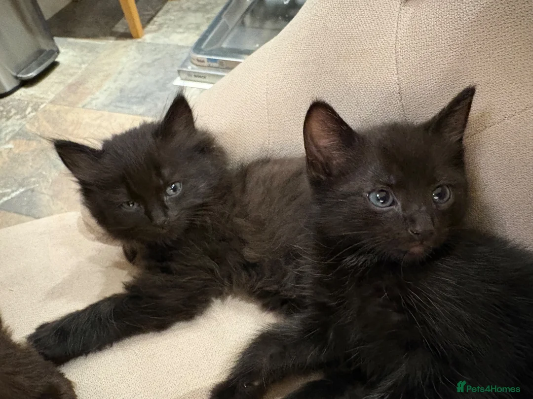 Russian Blue cats for sale: Ragdoll x Russian Blue Kittens - Advert 2
