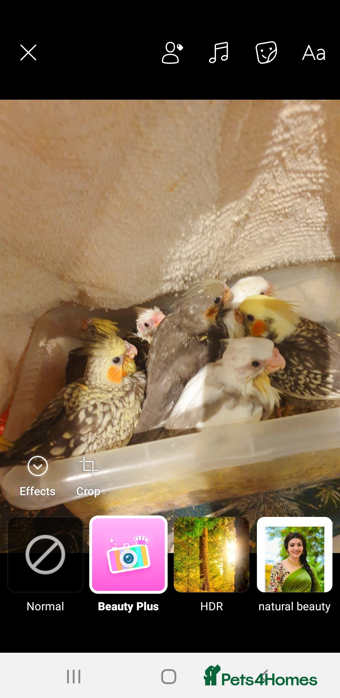 Cockatiels birds 7 resvd*hand reared baby cockatiels*new available* - Advert 5