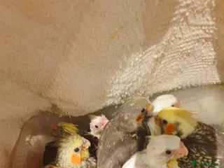 Cockatiels birds 7 resvd*hand reared baby cockatiels*new available* - Advert 5