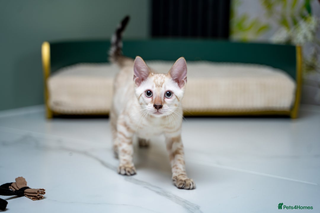 Bengal cats for sale: GOOBER-Snow Lynx Pure Bengal-TICA REG.-Playful boy - Advert 16
