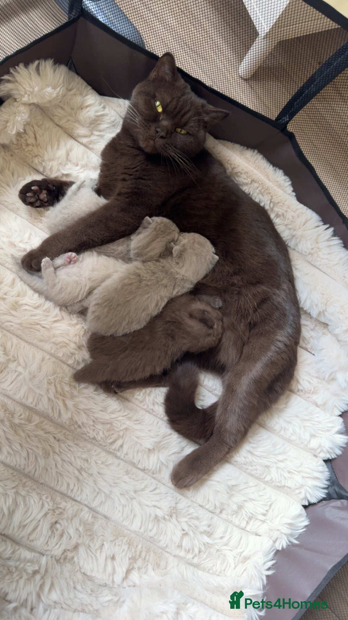 British Shorthair cats Pedigree chunky British shorthair kittens  - Advert 1