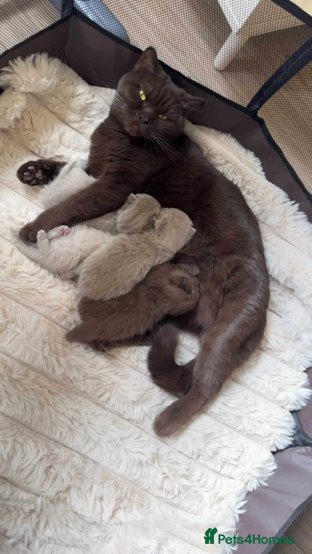 British Shorthair cats for sale: Pedigree chunky British shorthair kittens  - Advert 1