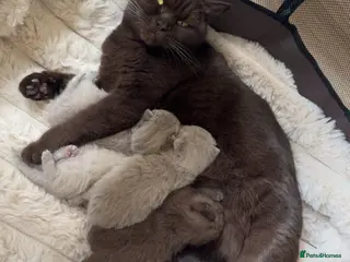 British Shorthair cats Pedigree chunky British shorthair kittens - Advert 1
