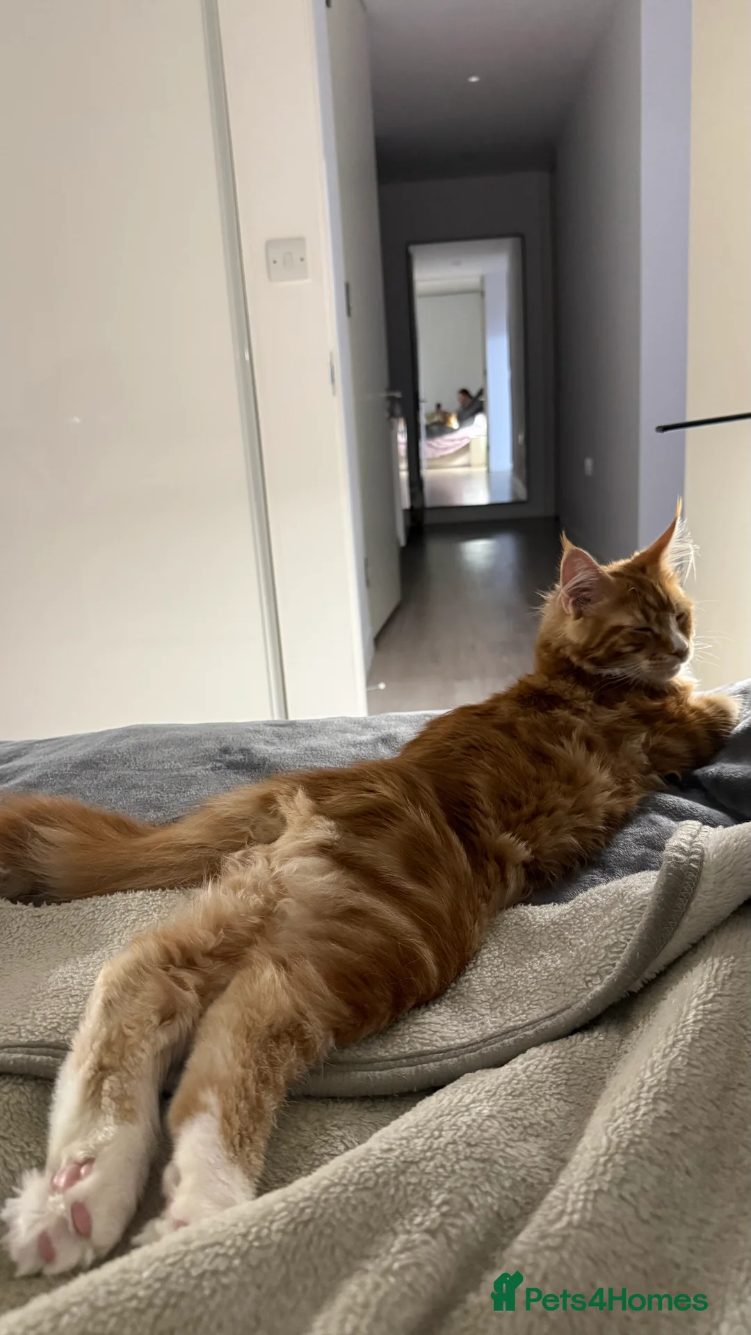 Maine Coon cats for sale: Maine coon ginger boy - Advert 8