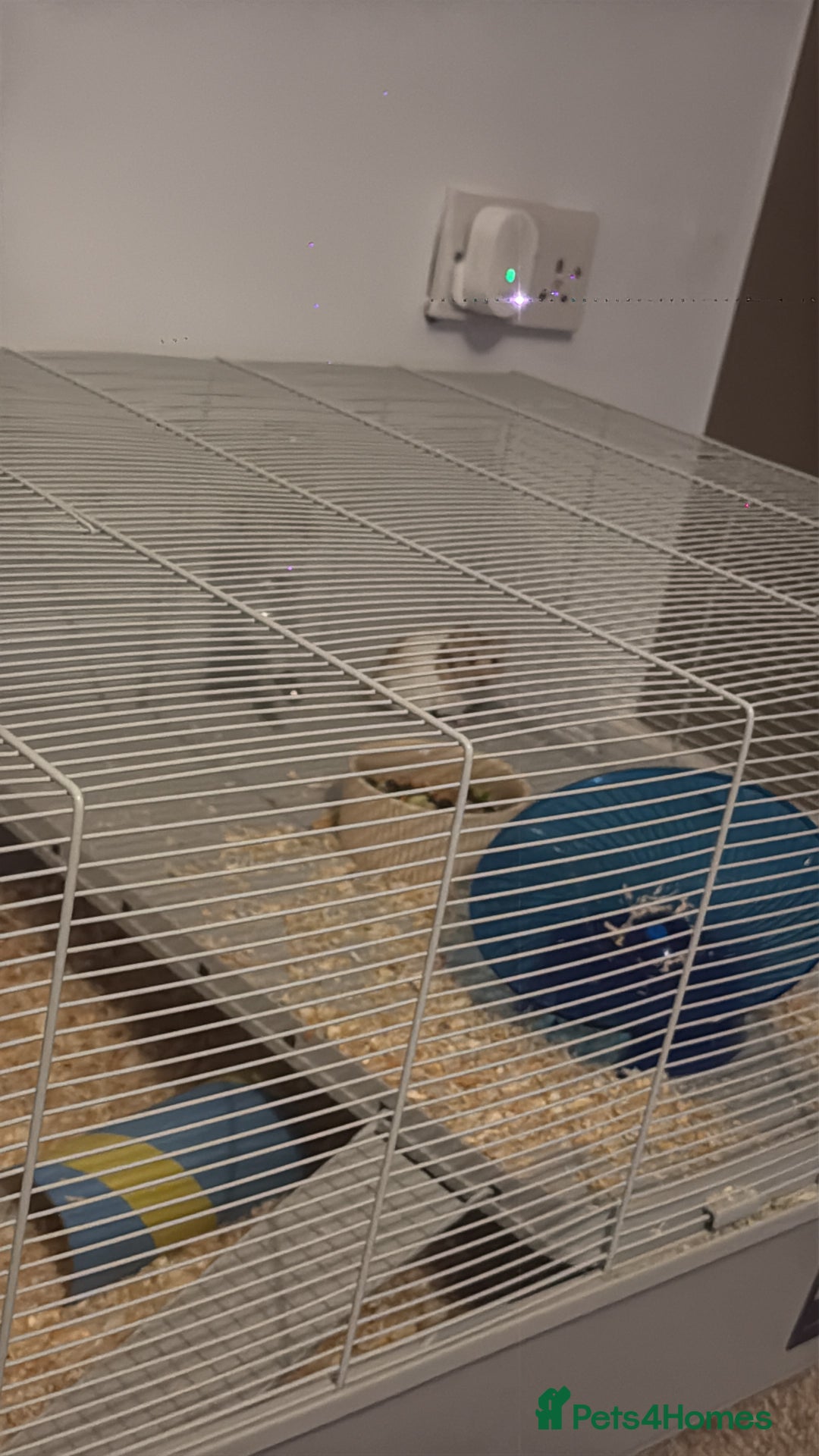 Hamster rodents for sale: Syrian hamster - Advert 3