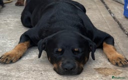 Rottweiler dogs for sale: 7 Rottweiler puppies available to loving homes - Advert 4