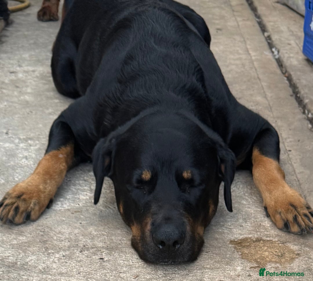 Rottweiler dogs for sale: 7 Rottweiler puppies available to loving homes - Advert 4
