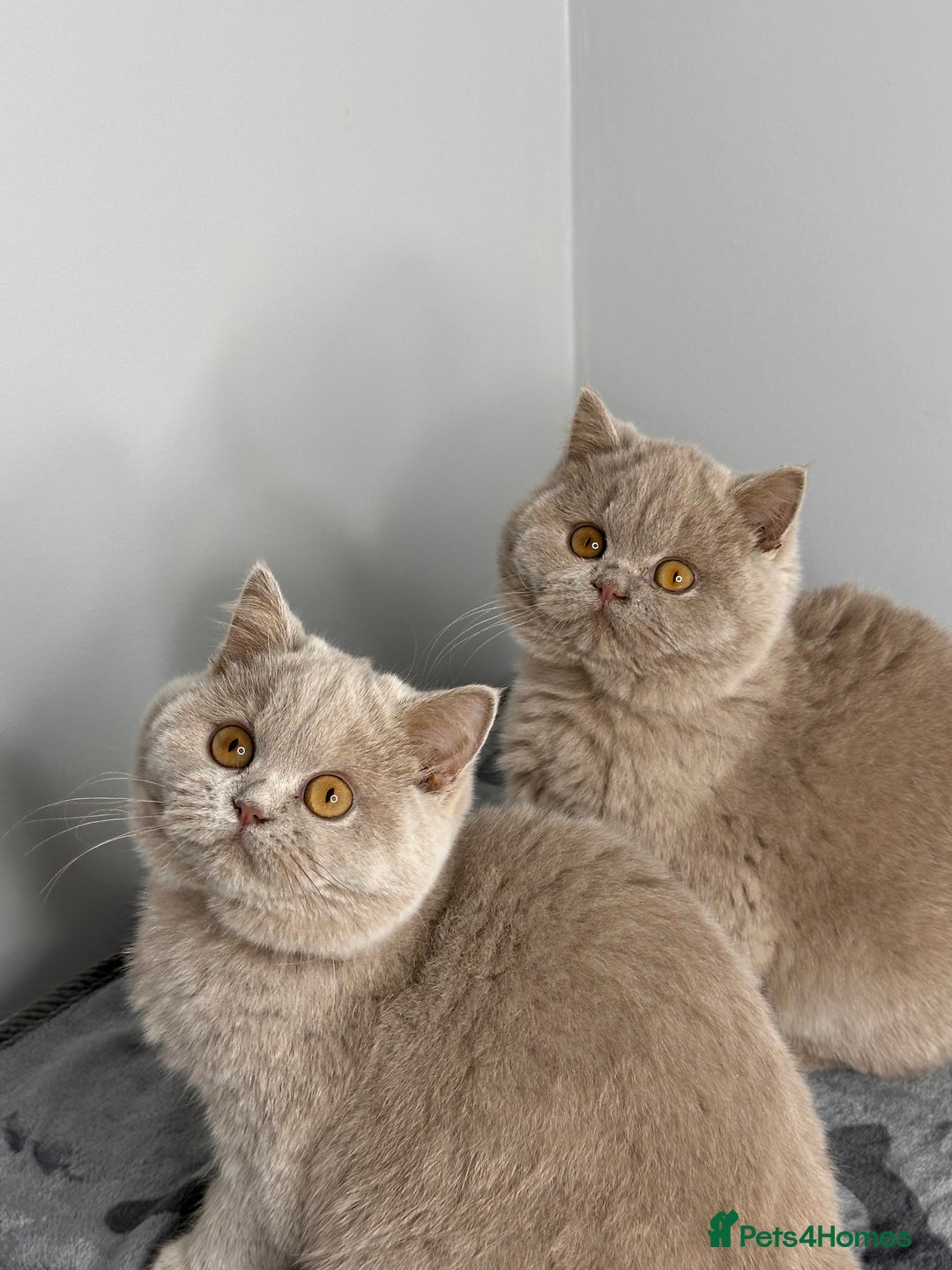 British Shorthair cats for sale: British shorthair Fawn - ONLY 2 kittens left  - Advert 7