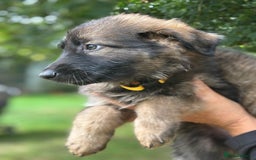 German Shepherd dogs for sale: German shepherd puppies ready to leave now - Image 23