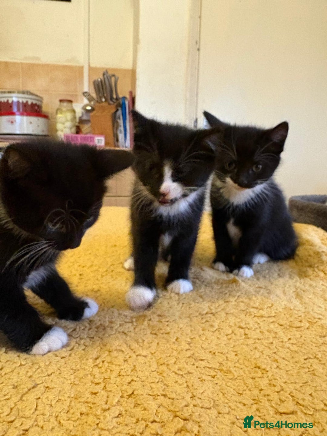 Mixed Breed cats for sale: Beautiful Kittens Looking for Homes - Advert 13