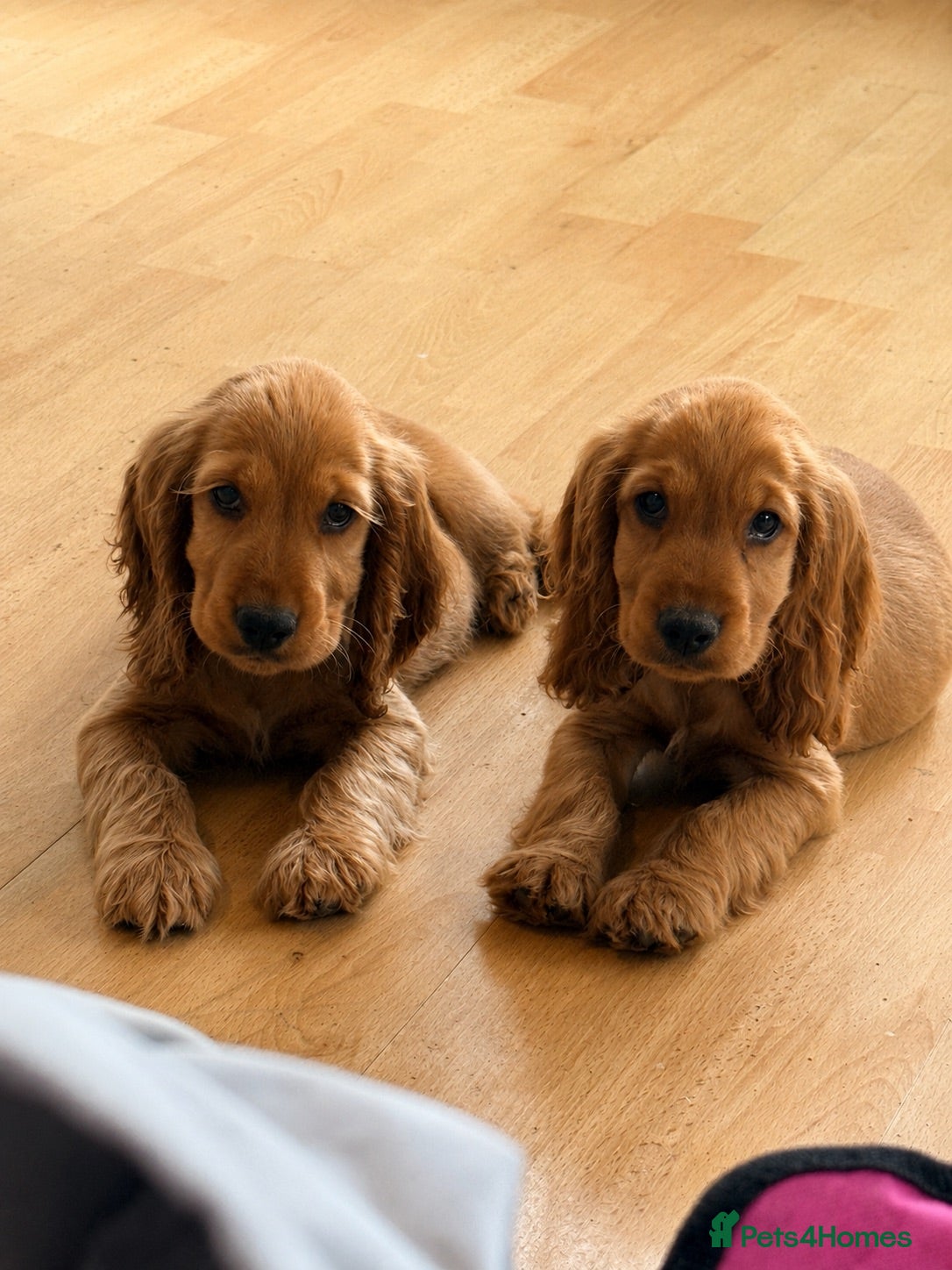 Cocker Spaniel dogs Last 2boys . KC registered cocker spaniels - Advert 9