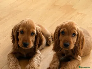 Cocker Spaniel dogs Last 2boys . KC registered cocker spaniels - Advert 9