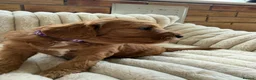 Cavapoochon dogs for sale: Last one - Mr Green looking for his forever family - Advert 29