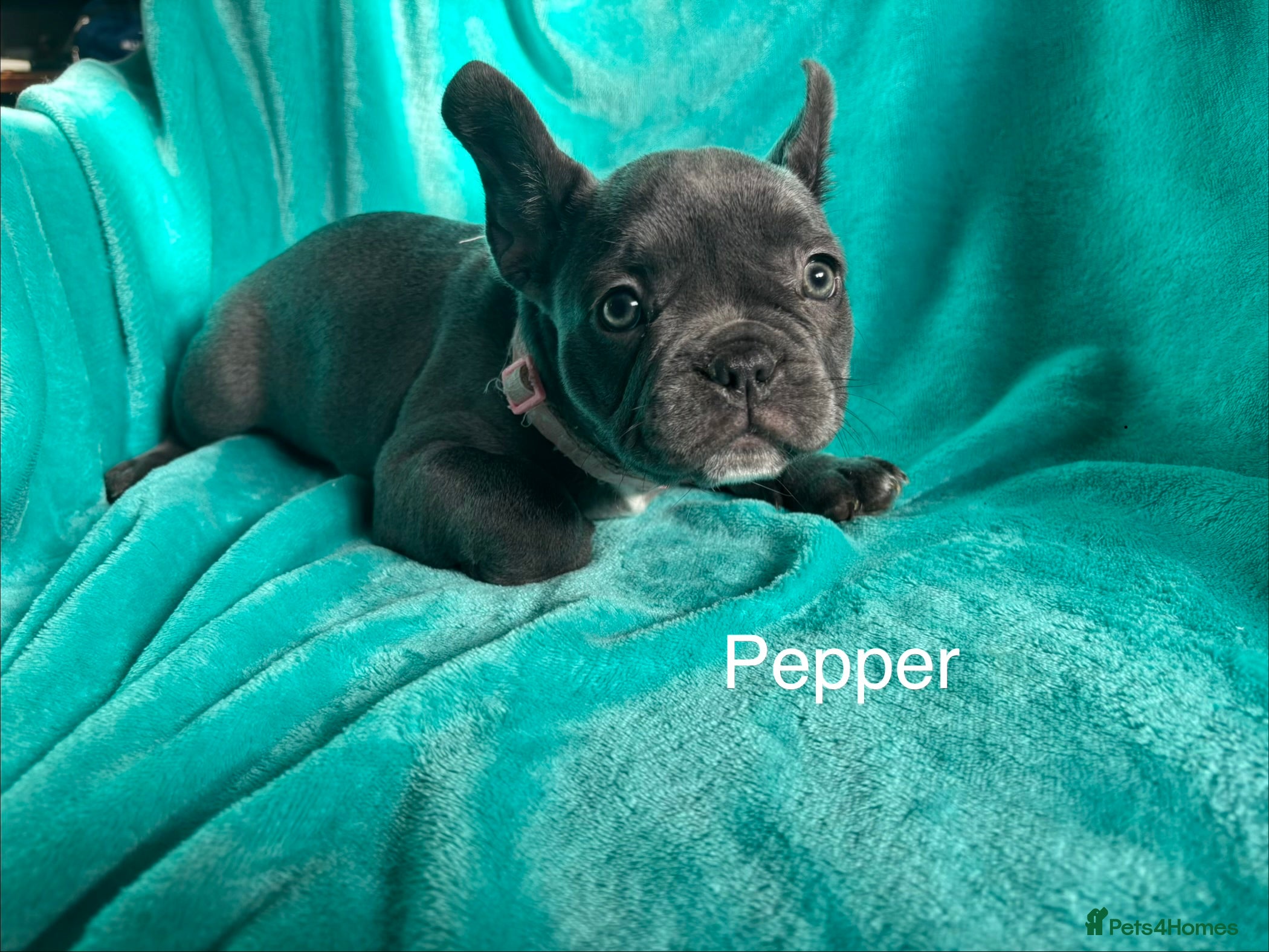 French Bulldog dogs Blue Frenchies ready for their forever home - Advert 3