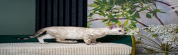 Bengal cats for sale: GOOBER-Snow Lynx Pure Bengal-TICA REG.-Playful boy - Advert 9