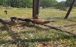 Chickens poultry for sale: Rare Breed Pullets 16 weeks old - Image 4