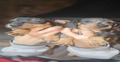 Miniature Dachshund dogs - Advert 1