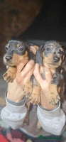 Miniature Dachshund dogs - Advert 1
