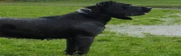Presa Canario dogs for sale: STUNNING BLACK PRESA CANARIO PUPS 5 BOYS 1 GIRL - Advert 8