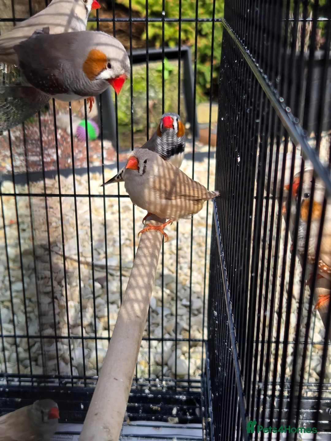 Finches birds for sale: Mix Aviary born Zebra Finch - Advert 1