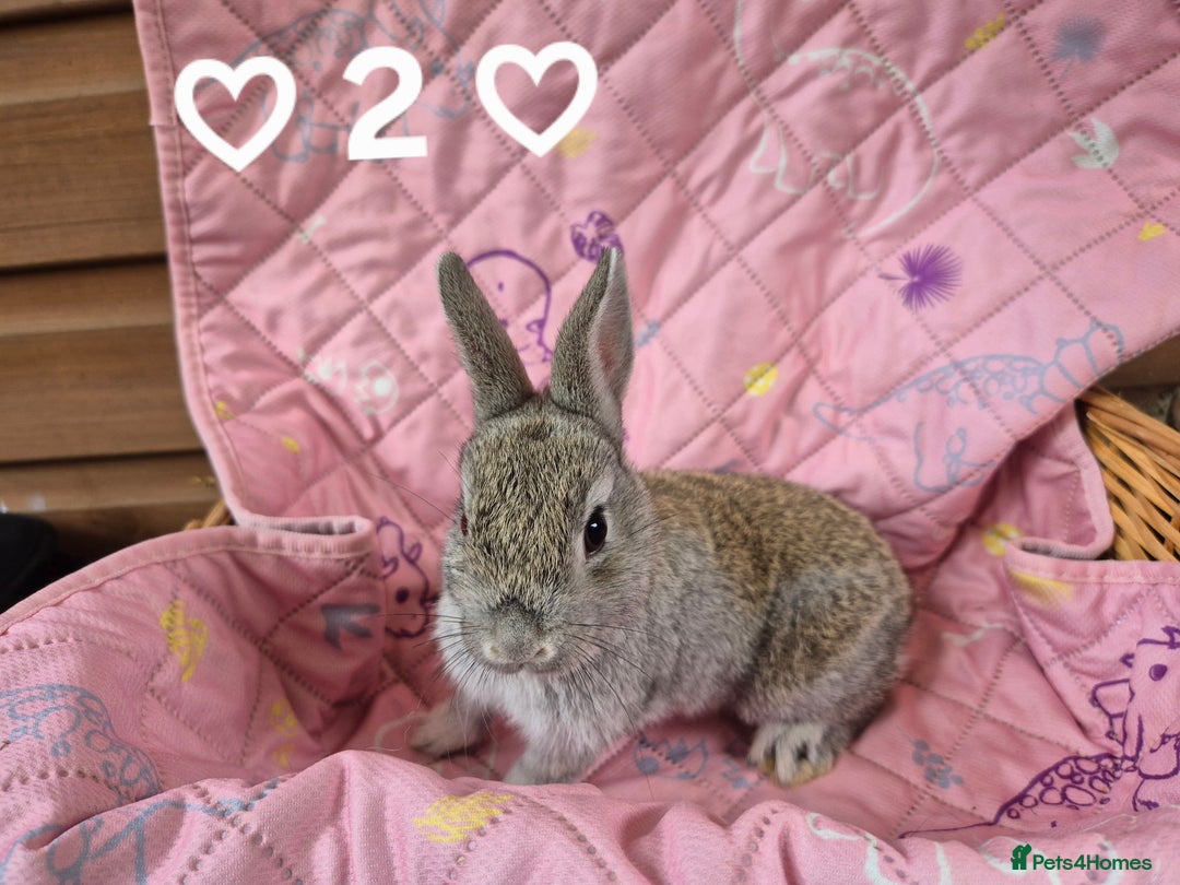 Netherland Dwarf rabbits for sale: Netherland and Mini Lion Lops - Image 9
