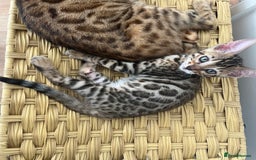 Bengal cats for sale: Beautiful Bengal kitten - Image 1
