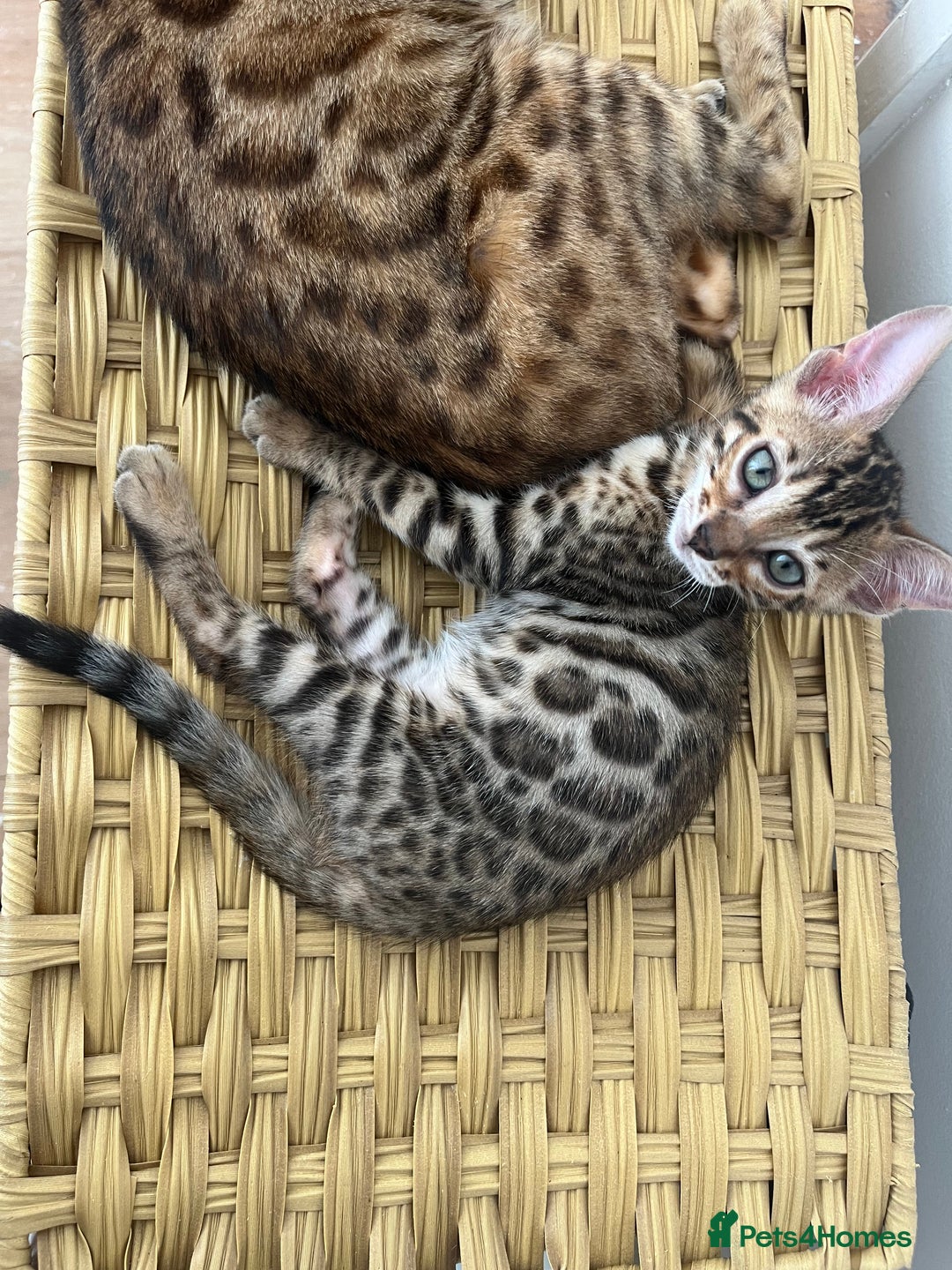 Bengal cats for sale: Beautiful Bengal kitten - Image 1