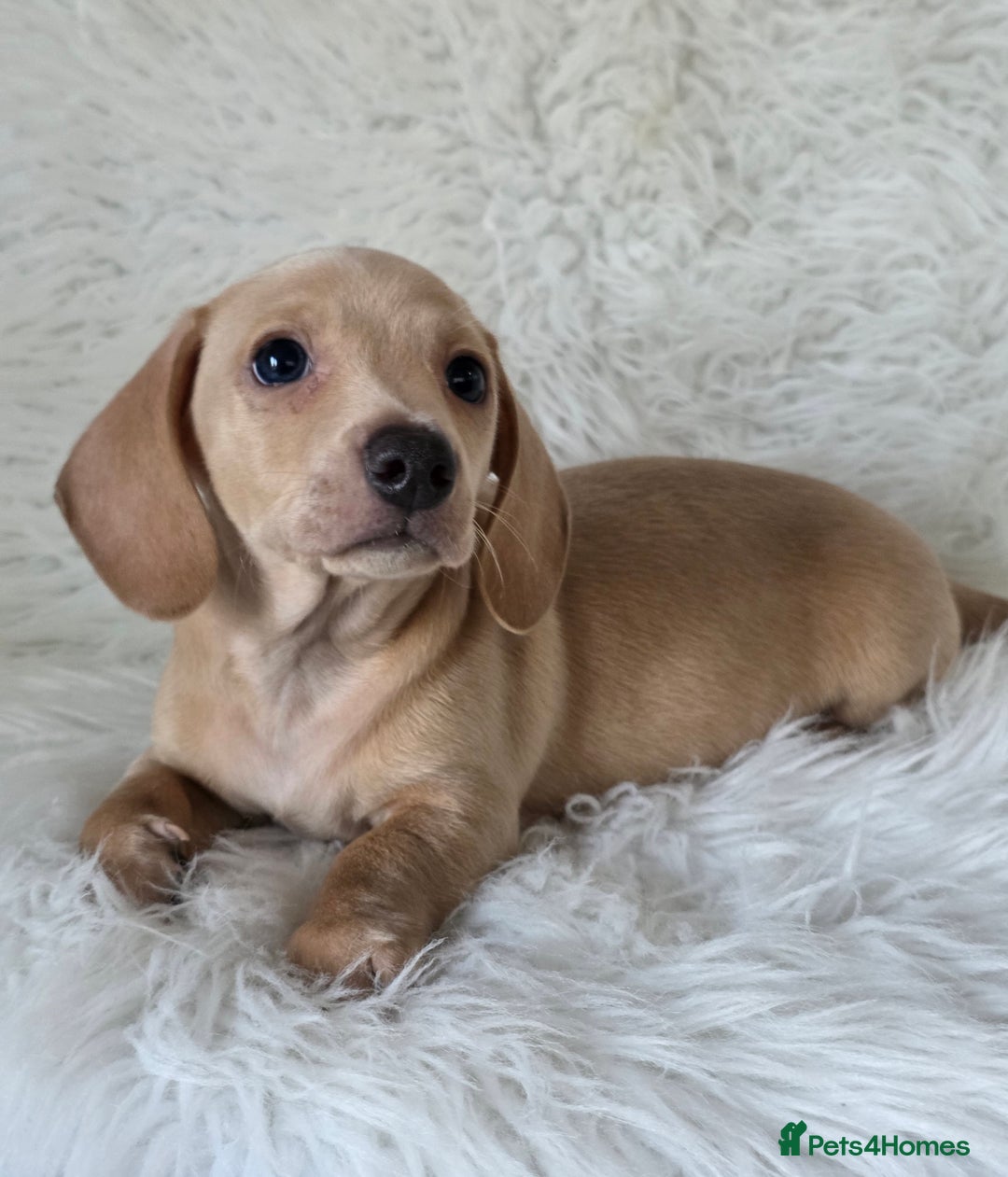 Miniature Dachshund dogs for sale: KC reg, gorgeous litter.5* Licensed. READY NOW  - Advert 8