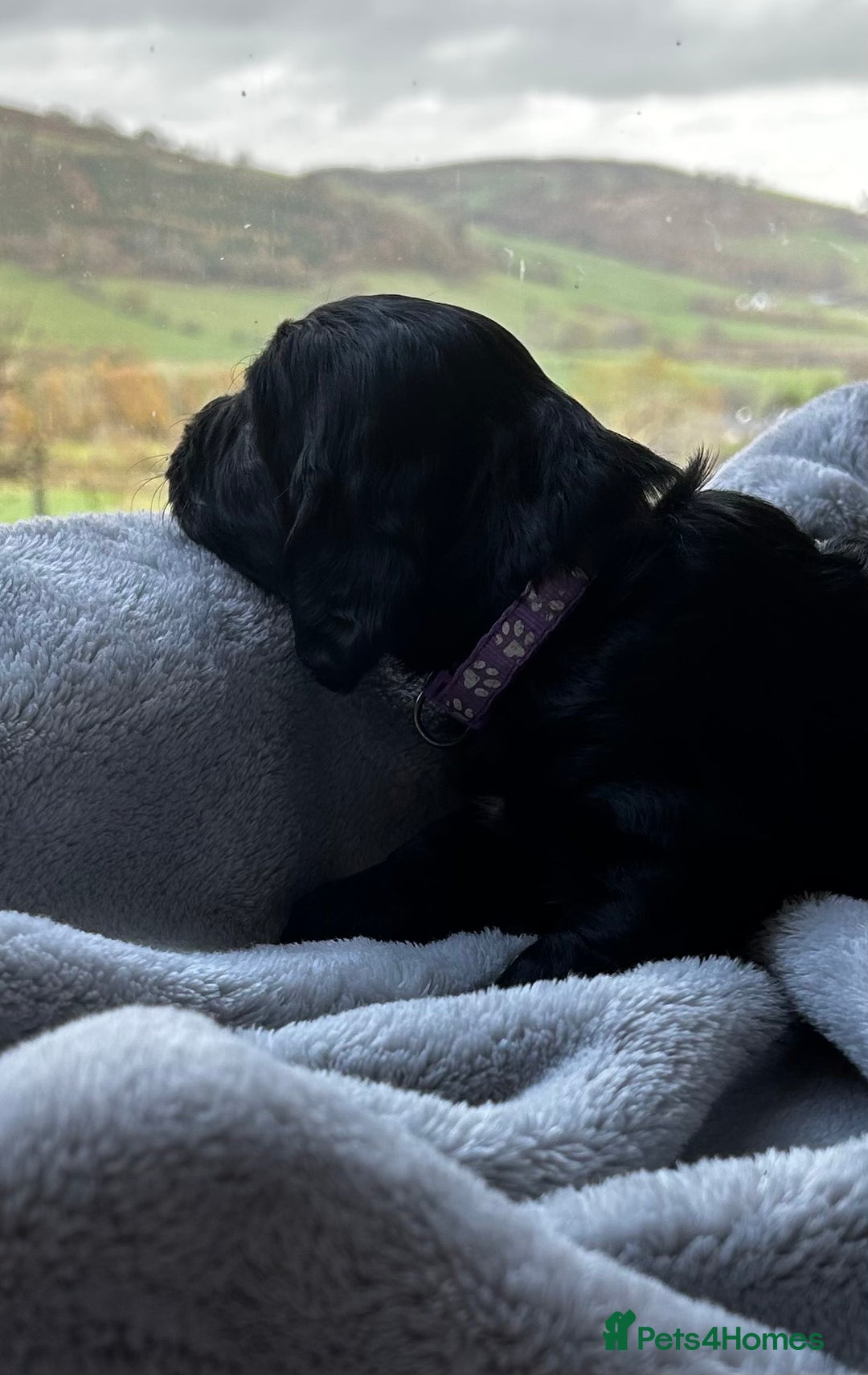 Cocker Spaniel dogs for sale: ✨ Cuddles Await from our Cocker Spaniel Pups  - Advert 28
